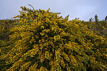 Spiny broom (Calicotome villosa) in flower, Pousada dos Vinhaticos, Madeira, March 2009