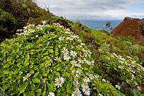 African daisy (Arctotis hybrids) plants flowering, Ponta de Sao Lourenco, Madeira, March 2009