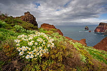 African daisy (Arctotis hybrids) plant flowering on cliff top, Ponta de Sao Lourenco, Madeira, March 2009