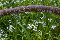 Three-cornered garlic (Allium triquetrum) flowering below a the trunk of a fallen tree, Madeira, March 2009