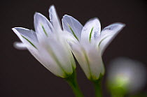 Three-cornered garlic (Allium triquetrum) flowers, Madeira, March 2009