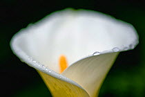 Cala / Arum lily (Zantedeschia aethiopica) flower with water droplets on petal rim, Madeira, March 2009