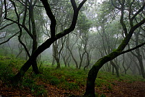 Misty forest in the Pico de Encumeada area, Madeira, March 2009