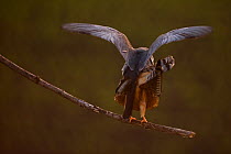 Rear view of Red footed falcon (Falco vespertinus) pair mating on branch, Hortobagy National Park, Hungary, May 2009