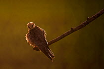 Red footed falcon (Falco vespertinus) perched at the end of a branch at sunset, Hortobagy National Park, Hungary, May 2009