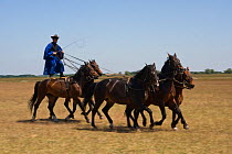 Typical Hungarian herdsman's riding ritual, Hortobagy National Park, Hungary, May 2009