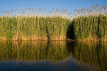 Reeds on in Tisza lake, Hortobagy National Park, Hungary, May 2009