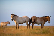 Two Przewalski horses (Equus ferus przewalskii) standing facing opposite directions, Hortobagy National Park, Hungary, May 2009