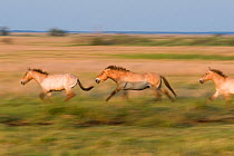 Przewalski horses (Equus ferus przewalskii) running, Hortobagy National Park, Hungary, May 2009