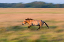 Przewalski horse (Equus ferus przewalskii) running, Hortobagy National Park, Hungary, May 2009