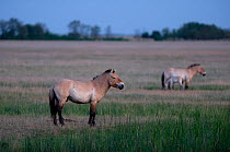 Przewalski horses (Equus ferus przewalskii) Hortobagy National Park, Hungary, May 2009
