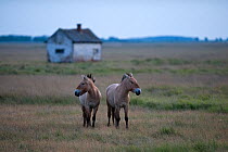 Two Przewalski horses (Equus ferus przewalskii) Hortobagy National Park, Hungary, May 2009