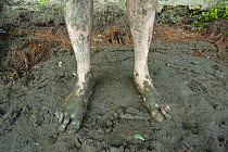 Photographer, Milan Radisics' feet covered in mud on Wild Wonders of Europe mission photographing Tisza mayflyies, Tisza River, Hungary, June 2009