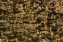 Tisza mayflies (Palingenia longicauda) swarming, Tisza river, Hungary, June 2009. WWE OUTDOOR EXHIBITION.