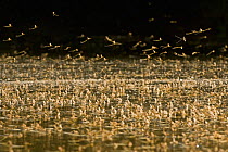 Tisza mayflies (Palingenia longicauda) swarming, Tisza river, Hungary, June 2009