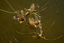 Tisza mayflies (Palingenia longicauda) swarming, Tisza river, Hungary, June 2009