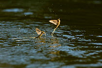 Two Tisza mayflies (Palingenia longicauda) taking off from the Tisza river, Hungary, June 2009