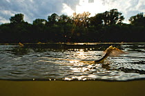 Tisza mayfly (Palingenia longicauda) taking off from water, Tisza river, Hungary, June 2009