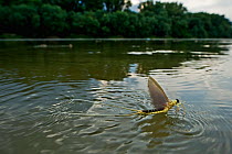Tisza mayfly (Palingenia longicauda)taking off from water, Tisza river, Hungary, June 2009