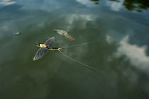 Dead Tisza mayfly (Palingenia longicauda) on water near an exoskeleton left behind, Tisza river, Hungary, June 2009