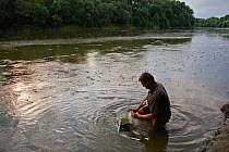 Photographer, Milan Radisics, with camera in an aquarium photographing Tisza maflies (Palingania longicauda) Tisza River, Hungary, June 2009