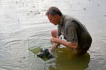 Photographer, Milan Radisics, photographing Tisza mayflies (Palingania longicauda) in the Tisza River, Hungary, June 2009