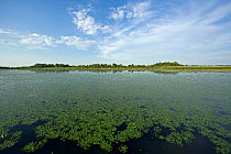 Water caltrop (Trapa natan) growing on Lake Tisza, Hortobagy National Park, Hungary, July 2009