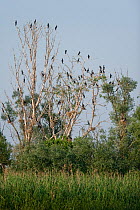 Pygmy cormorant (Microcarbo pygmeus) colony in trees, Lake Tisza, Hortobagy National Park, Hungary, July 2009
