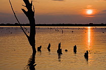 Sunset over a lake with tree stumps silhouetted in the water, Hortobagy National Park, Hungary, July 2009