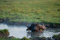 Domestic Water buffalo (Bubalus arnee bubalis) in pool of water, Hortobagy National Park, Hungary, July 2009