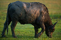 Domestic Water buffalo (Bubalus arnee bubalis) covered in mud, Hortobagy National Park, Hungary, July 2009
