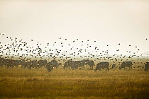 European starling (Sturnus vulgaris) flock flying past Hungarian grey cattle (Bos primigenius taurus hungaricus) Hortobagy National Park, Hungary, July 2009