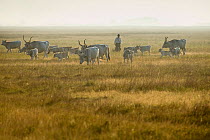Hungarian grey cattle (Bos primigenius taurus hungaricus) with herdsman, Hortobagy National Park, Hungary, July 2009