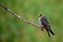 Red footed falcon (Falco vespertinus) perched on branch with a mouse in its claws, Hortobagy National Park, Hungary, July 2009