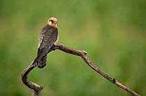 Red footed falcon (Falco vespertinus) perched on branch, Hortobagy National Park, Hungary, July 2009