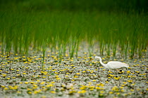 Great white egret (Ardea alba) in a lake covered in Yellow floating heart / Fringed water lilies (Nymphoides peltata) Hortobagy National Park, Hungary, July 2009