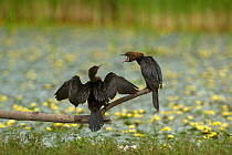 Two Pygmy cormorants (Microcarbo pygmeus) on a branch, one drying its wings, the other calling, Hortobagy National Park, Hungary, July 2009