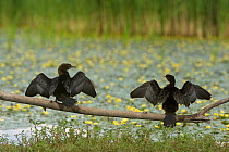Rear view of two Pygmy cormorants (Microcarbo pygmeus) on branch drying wings, next to lake, Hortobagy National Park, Hungary, July 2009