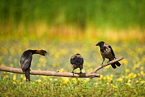 Pygmy cormorant (Phalacrocorax pygmeus) and two Hooded crows (Corvus cornix) on a branch, Hortobagy National Park, Hungary, July 2009