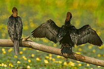 Rear view of Two Pygmy cormorants (Microcarbo pygmeus) perched on a branch, one with wings stretched out drying, Hortobagy National Park, Hungary, July 2009