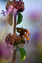Soldier beetles (Cantharis fusca) mating on Pennyroyal (Mentha pulegium) Hortobagy National Park, Hungary, July 2009