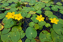 Yellow floating heart or Fringed waterlily (Nymphoides peltata) flowers on water, Hortobagy National Park, Hungary, July 2009