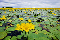 Fringed water lilies / Yellow floating heart (Nymphoides peltata) flowers on lake, Hortobagy National Park, Hungary, July 2009