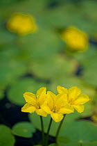 Three Fringed water lily / Yellow floating heart (Nymphoides peltata) flowers, Hortobagy National Park, Hungary, July 2009