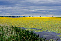 Lake covered in flowering Fringed water lilies / Yellow floating hearts (Nymphoides peltata) Hortobagy National Park, Hungary, July 2009