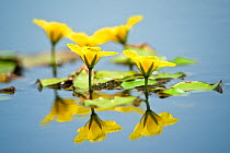 Fringed water lily / Yellow floating heart (Nymphoides peltata) flowers, Hortobagy National Park, Hungary, July 2009