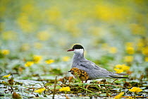 Whiskered tern (Chlidonias hybridus) with chick on water covered with flowering Fringed water lilies / Yellow floating heart (Nymphoides peltata) Hortobagy National Park, Hungary, July 2009