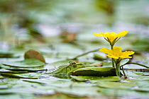 Frog in lake covered with Fringed water lily / Yellow floating heart (Nymphoides peltata) Hortobagy National Park, Hungary, July 2009