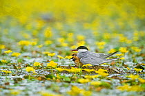 Whiskered tern (Chlidonias hybridus) with two chicks on nest in lake covered with flowering Fringed water lilies / Yellow floating heart (Nymphoides peltata) Hortobagy National Park, Hungary, July 200...