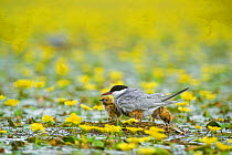 Whiskered tern (Chlidonias hybridus) with three chicks on nest in lake covered with flowering Fringed water lilies / Yellow floating heart (Nymphoides peltata) Hortobagy National Park, Hungary, July 2...